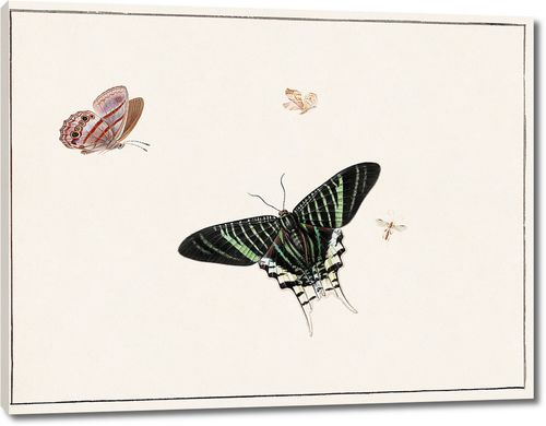 Три бабочки и оса