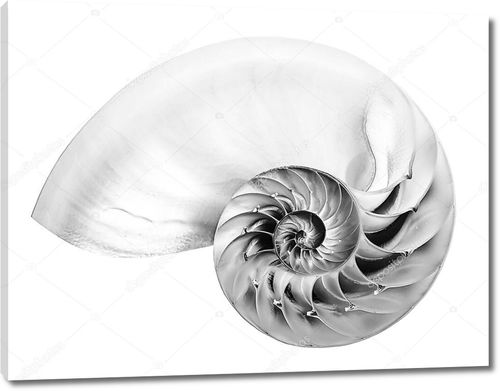 Черно-белая фотография половинчатой оболочки камерного наутилуса