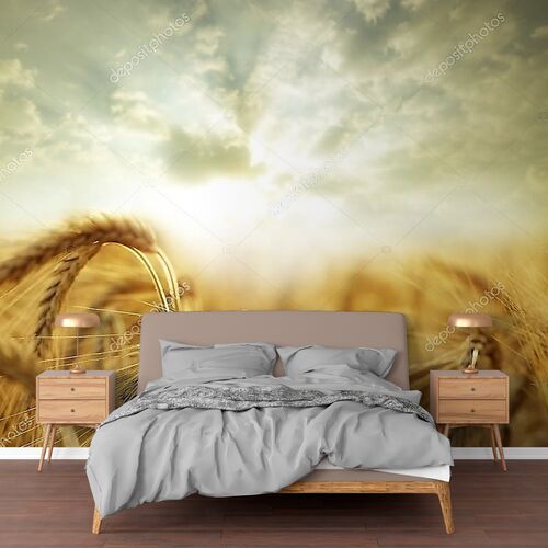 Пасмурное небо над пшеницей