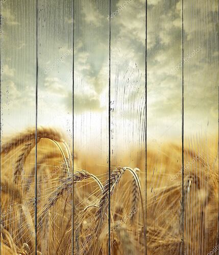Пасмурное небо над пшеницей