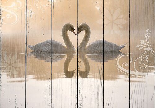 Лебединая любовь