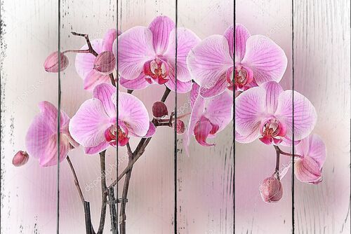 Дизайн розовых орхидей