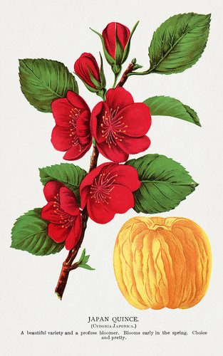 Цветки айвы - иллюстрация из Ботанической Энциклопедии