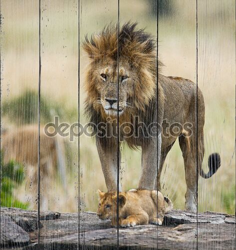 Большой Лев с львенка