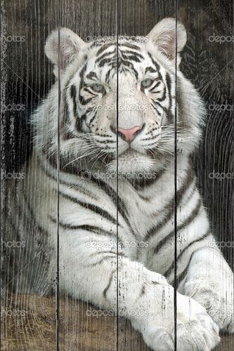 Тигр в анфас
