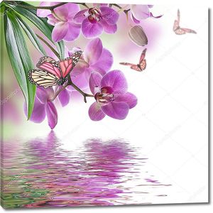 Тропические орхидеи над водой и бабочки