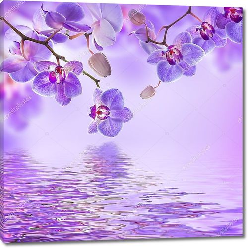 Веточки орхидей над водой