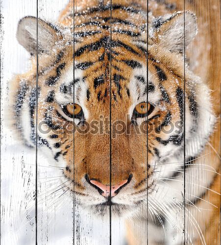 Сибирский тигр на снегу