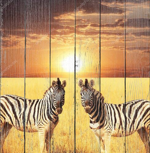 Две зебры на закате