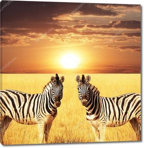 Две зебры на закате
