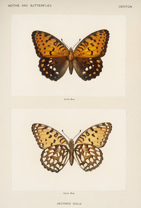 Королевская фритиллярия из коллекции мотыльков и бабочек Соединенных Штатов Шермана Дентона