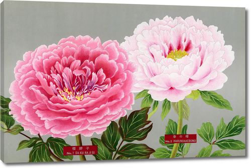 Темно и светло розовые пионы из Книги пионов префектуры Ниигата, Япония