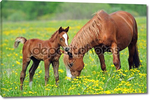 Лошадь с жеребенком на зеленой траве