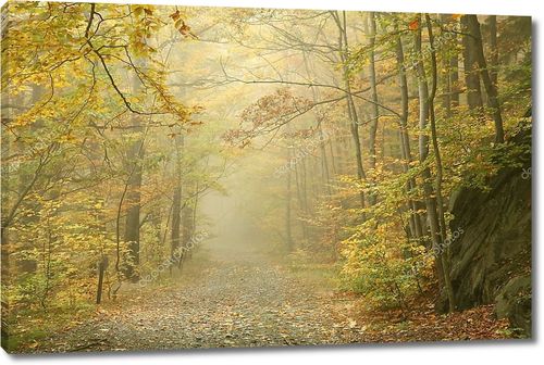 Осенний лес туманным утром