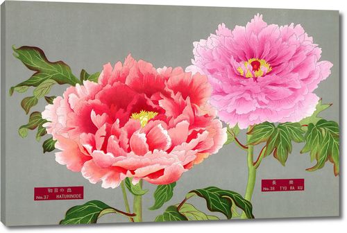 Розовый и алый пионы из Книги пионов префектуры Ниигата, Япония