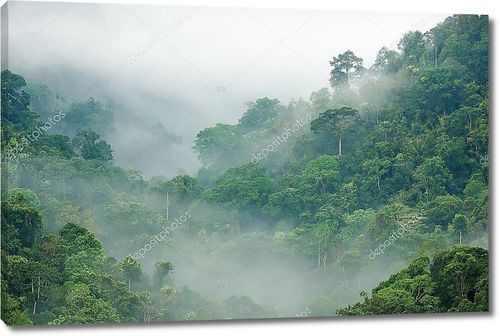 Утренний туман в тропическом лесу