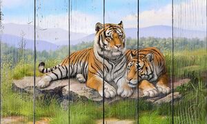 Два ярких тигра на камне