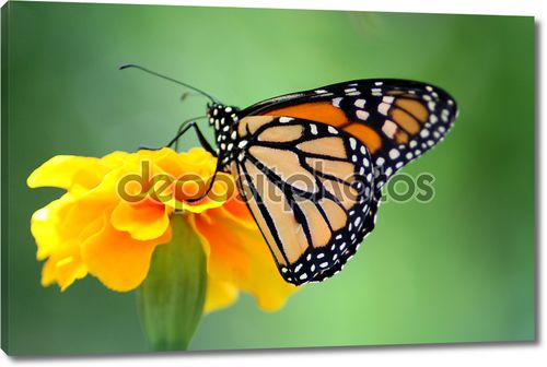 бабочка Монарх