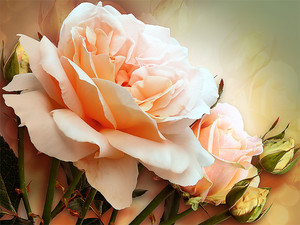 Прекрасная розовая роза