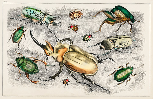 Коллекция различных жуков из Истории Земли и одушевленной природы Оливера Голдсмита