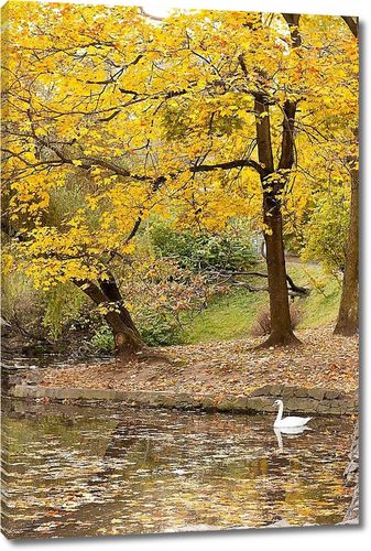 Озеро с лебедем в Осеннем парке