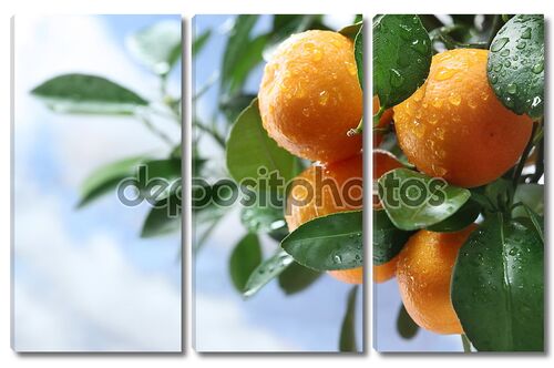 Спелый мандарин на ветке дерева. Голубое небо на заднем плане
