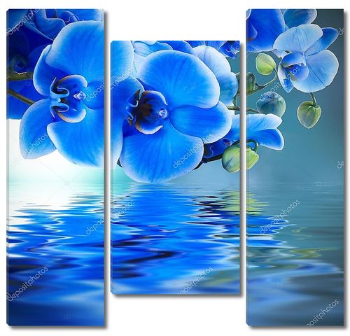 Голубая орхидея фон с отражением в воде