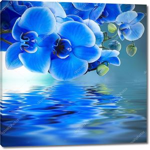 Голубая орхидея фон с отражением в воде
