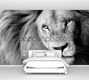Крупный портрет льва