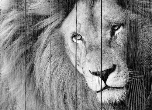 Крупный портрет льва