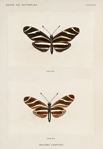 Длиннокрылая зебра из коллекции Мотыльков и бабочек Соединенных Штатов Шермана Дентона