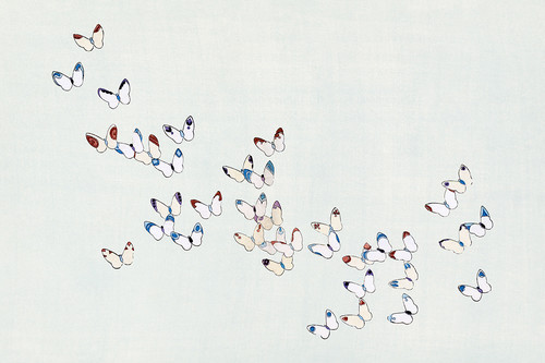 Иллюстрация IV из книги Тысяча бабочек