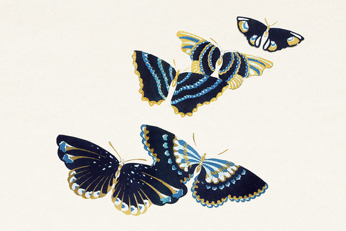 Иллюстрация IX из книги Тысяча бабочек