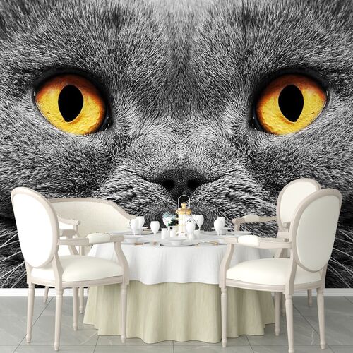 Кот британский короткошерстный