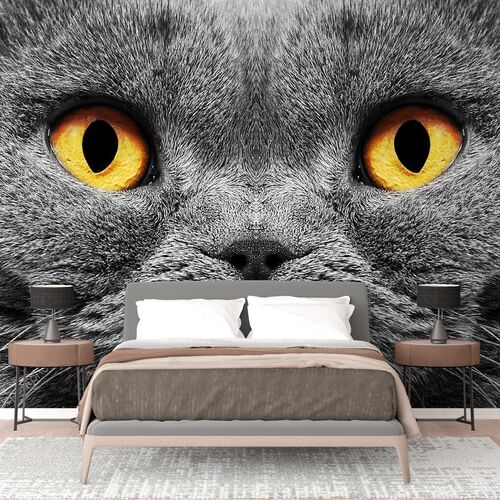 Кот британский короткошерстный
