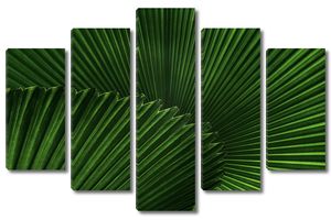 Веерные листья пальмы