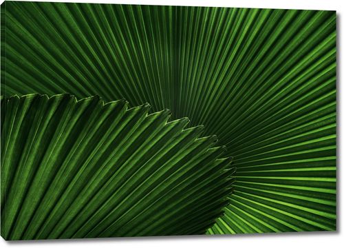 Веерные листья пальмы