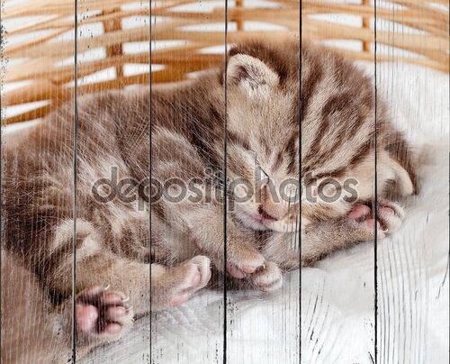 Смешные Спящая кошка котенка ребенка в плетеной корзине
