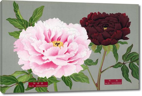 Розовый с бордовым пионом из Книги пионов префектуры Ниигата, Япония