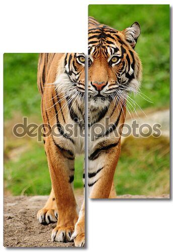 Шикарный Бенгальский тигр