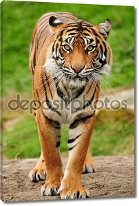 Шикарный Бенгальский тигр