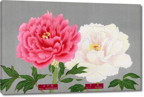 Цветы пиона в розовых тонах из Книги пионов префектуры Ниигата, Япония