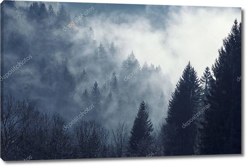 Туманный лес холодным утром