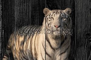 Белый бенгальский тигр на темном фоне