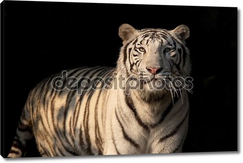 Белый бенгальский тигр на темном фоне