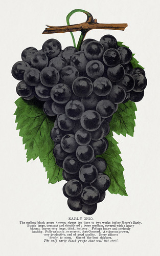 Гроздь темного винограда - иллюстрация из Ботанической Энциклопедии
