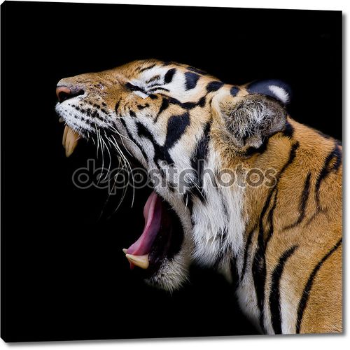 суматранский рев тигра
