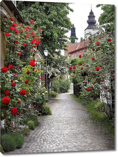 Аллея роз в средневековом городе