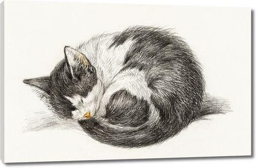 Свернутый калачиком лежащий спящий кот