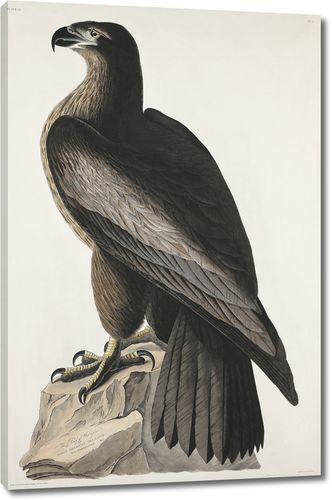 Птица Вашингтона или Большой американский морской орел